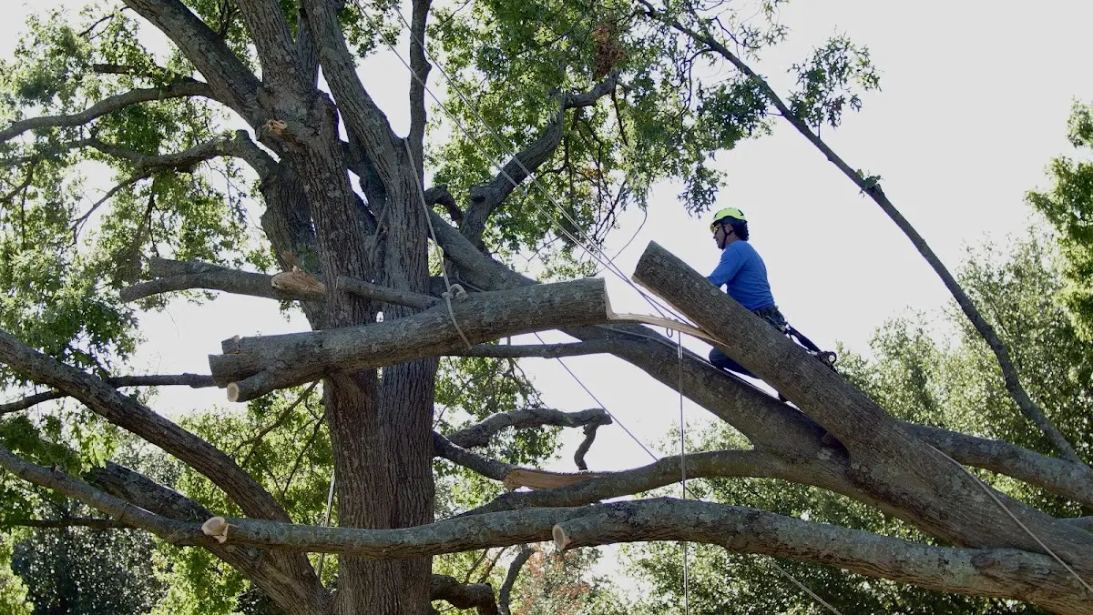 Professional Crown Thinning performed by certified arborists in Piffard